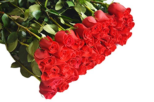 Farm Fresh Roses 96 Red Roses Long Stemmed 48cm Farm Direct